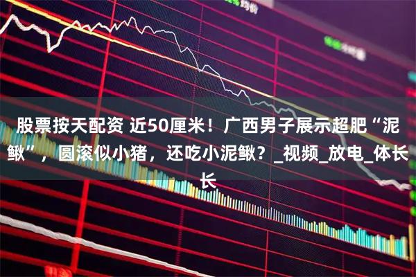 股票按天配资 近50厘米！广西男子展示超肥“泥鳅”，圆滚似小猪，还吃小泥鳅？_视频_放电_体长